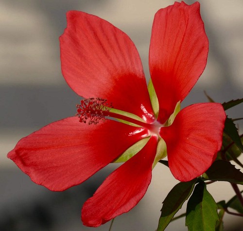 Hibiscus coccineus red - hibiscus,