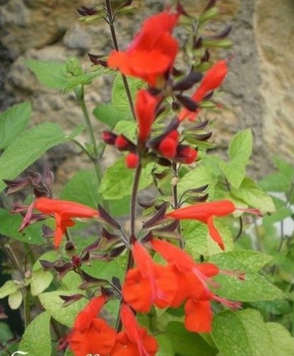 Sauge décorative red - ♫,